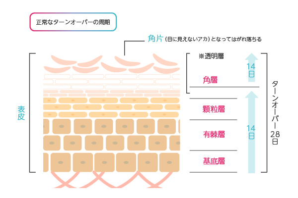 肌の漂白剤 ハイドロキノンクリームはシミに効果大だけど使い方に注意 ユニドラ